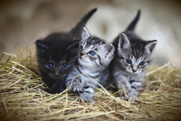 Campagne de stérilisation des chats errants 