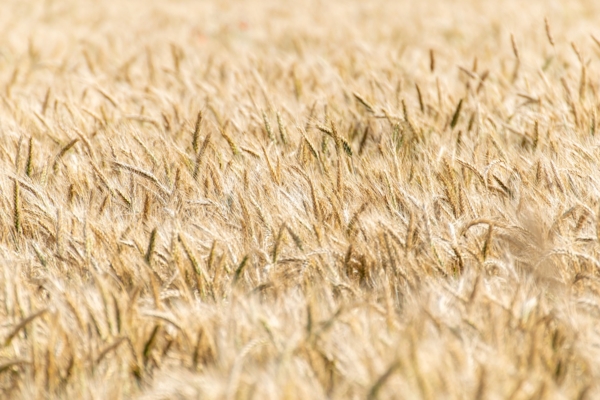 Reconnaissance du caractère de calamité agricole aux dommages subis par les agriculteurs suite aux pluies et inondations du 16 et 17 octobre 2024.