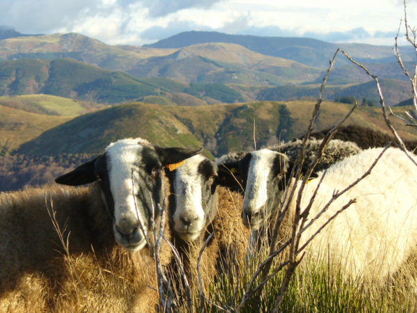 GAEC La Ferme du Mazoyer
